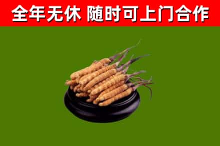 易门烟酒回收冬虫夏草.jpg