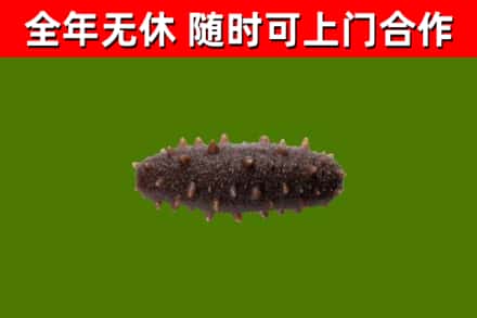 易门烟酒回收干海参.jpg